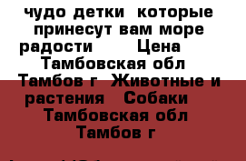 чудо детки, которые принесут вам море радости!!!! › Цена ­ 8 - Тамбовская обл., Тамбов г. Животные и растения » Собаки   . Тамбовская обл.,Тамбов г.
